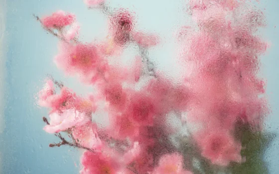 Renewal in Gentle Bloom