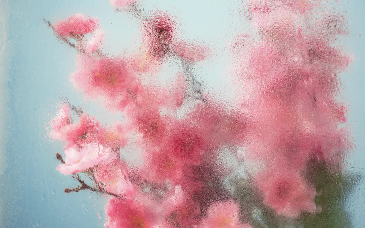 Beautiful flowers seen behind humidity glass