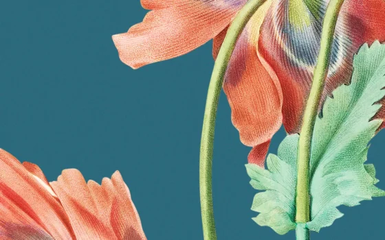 Soft Petals in Light