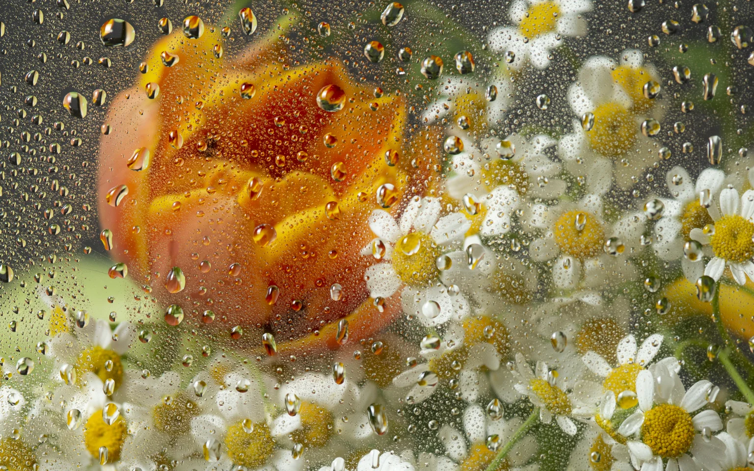 View of flowers behind glass with water drops